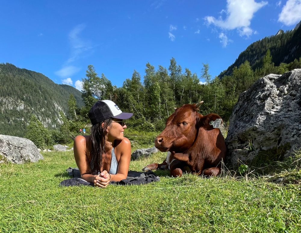 lac gosausee autriche eau turquoise vache