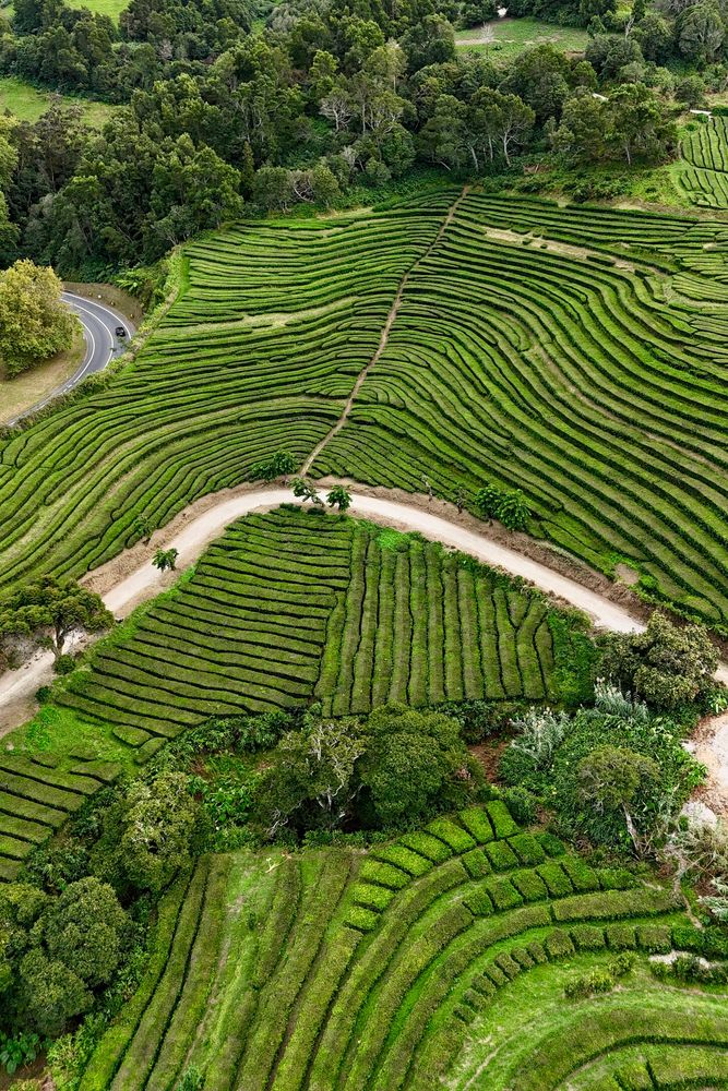 plantation de thé gorreana drone sao miguel açores
