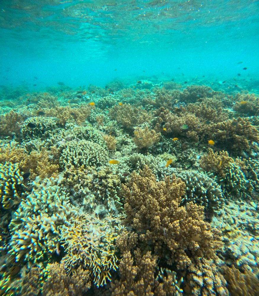Pemuteran Bali Snorkeling 