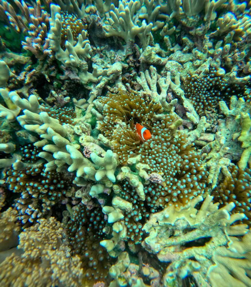 Pemuteran Bali Indonésie snorkeling