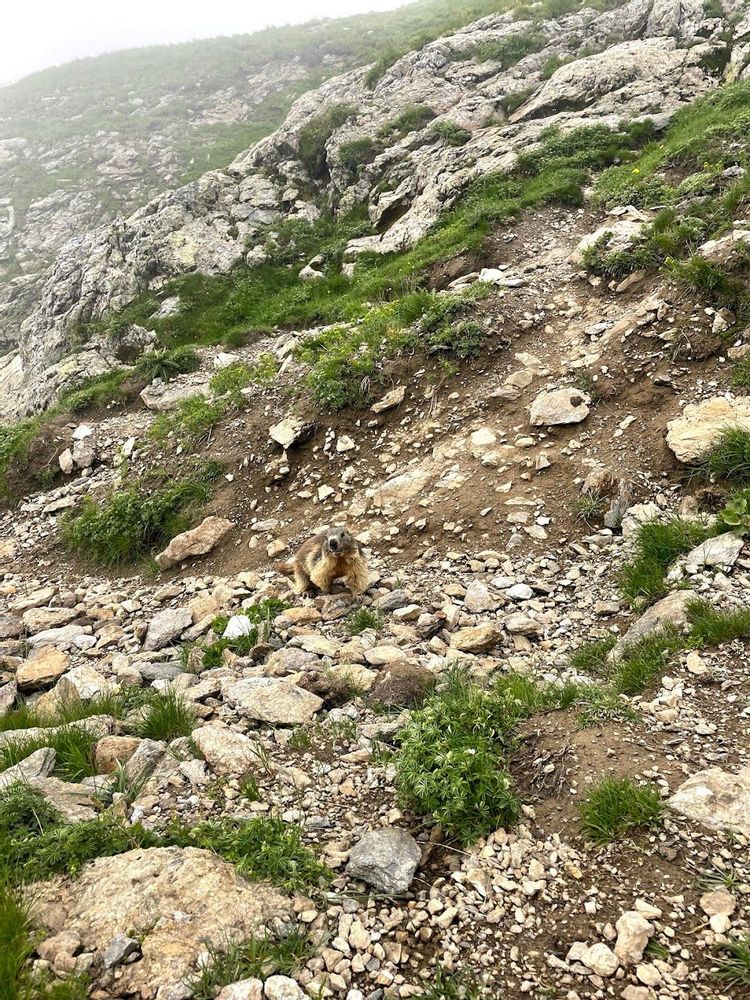Marmotte lac de la Muzelle lac du Lauvitel