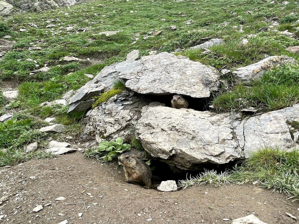 Marmotte lac de la Muzelle lac du Lauvitel