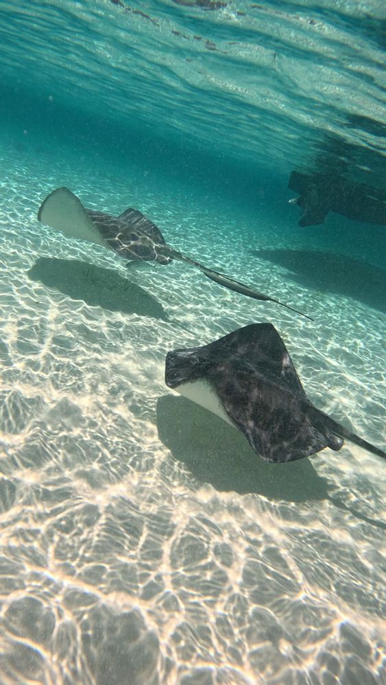 Raies à Cozumel Mexique