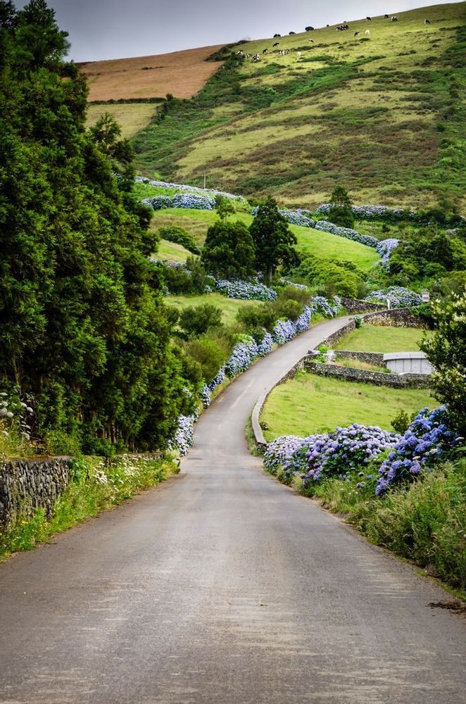 Route d'hortensia sur la route de Serra de Santa Barbara Terceira