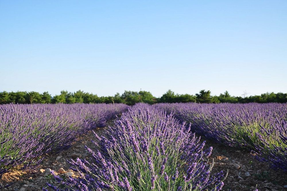 Valensole l'un des plus beaux endroits de France - Où partir en France