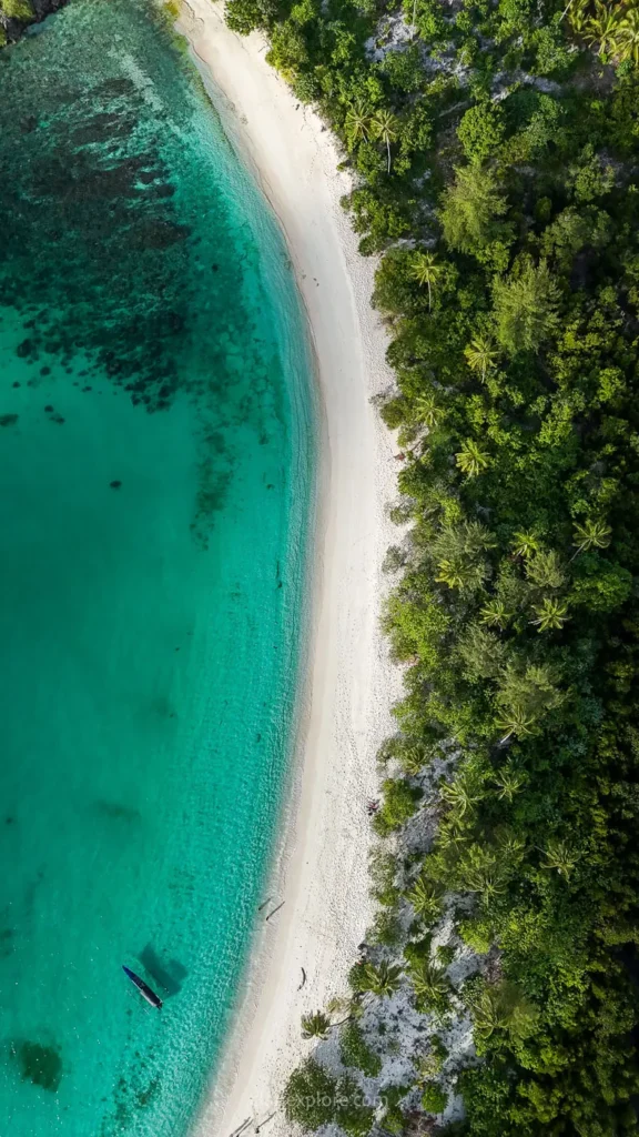 Banggai sulawesi clairexplore