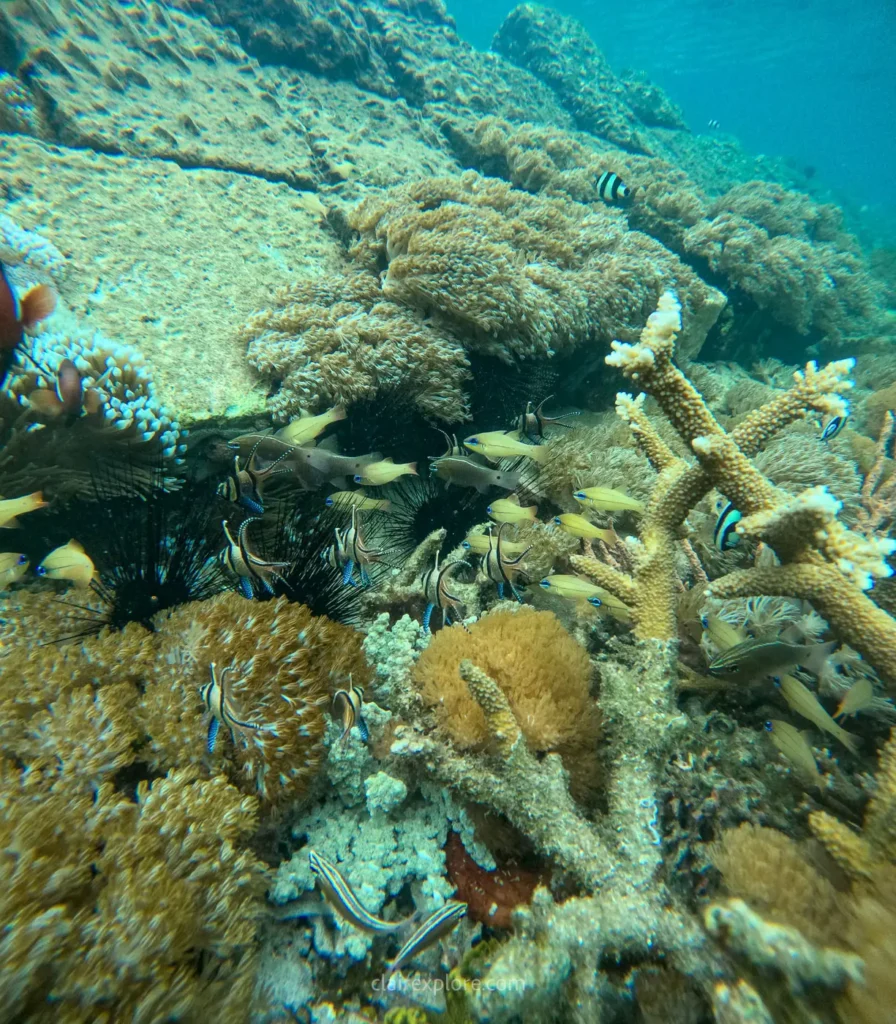 Banggai sulawesi clairexplore