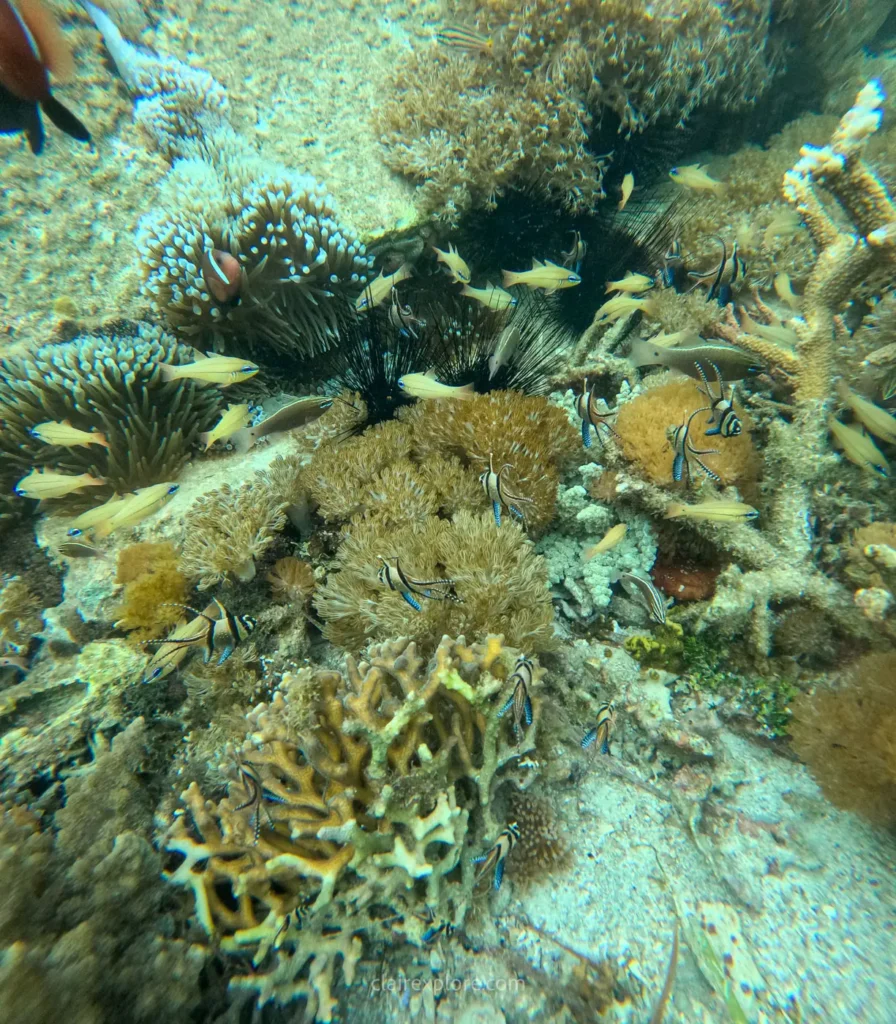 Banggai sulawesi clairexplore