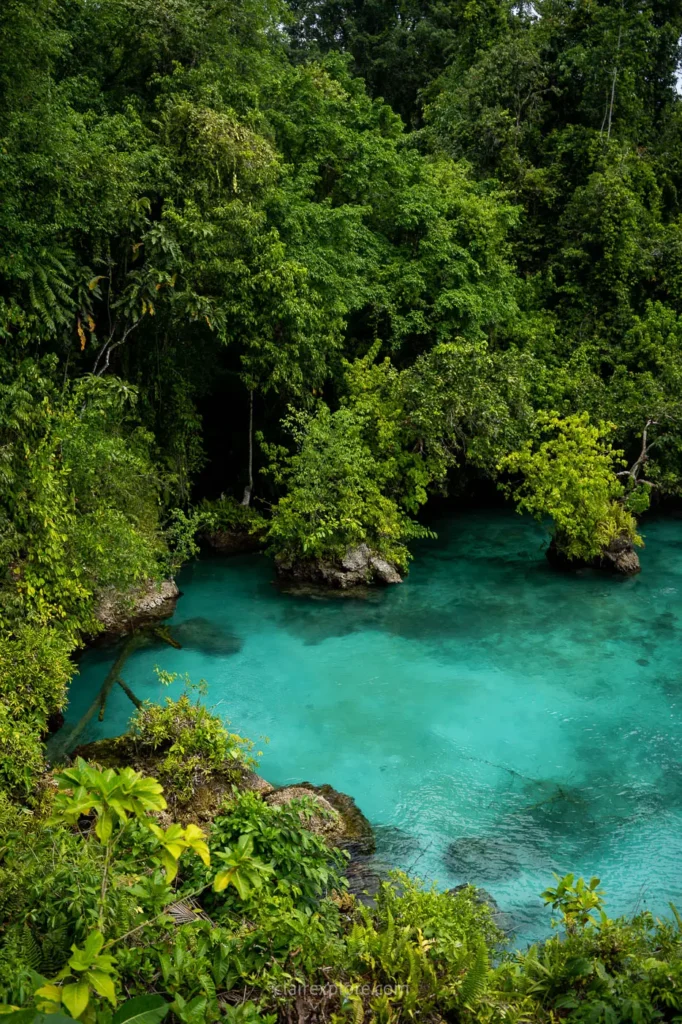 Banggai sulawesi clairexplore