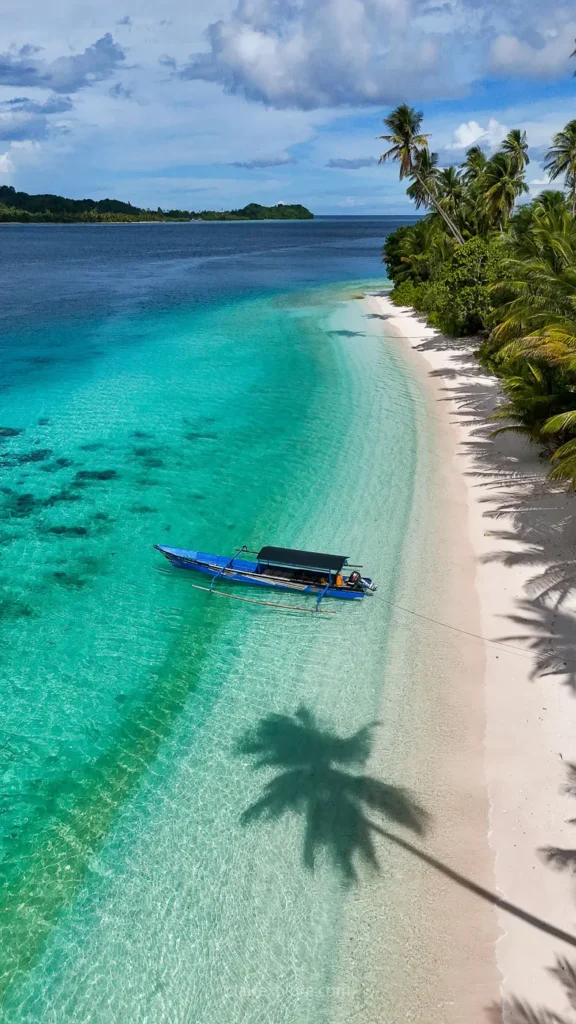Banggai sulawesi clairexplore