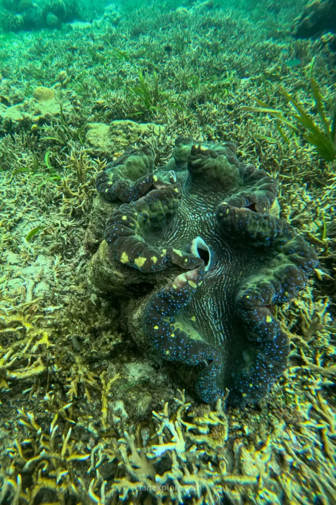 Banggai sulawesi clairexplore