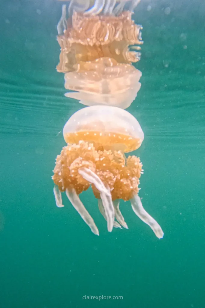 Banggai sulawesi clairexplore