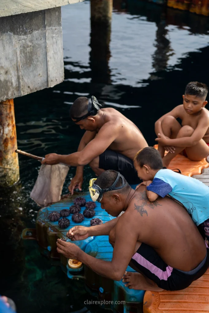 Togean sulawesi clairexplore