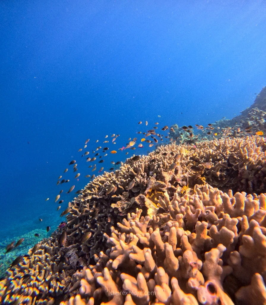 Togean sulawesi clairexplore