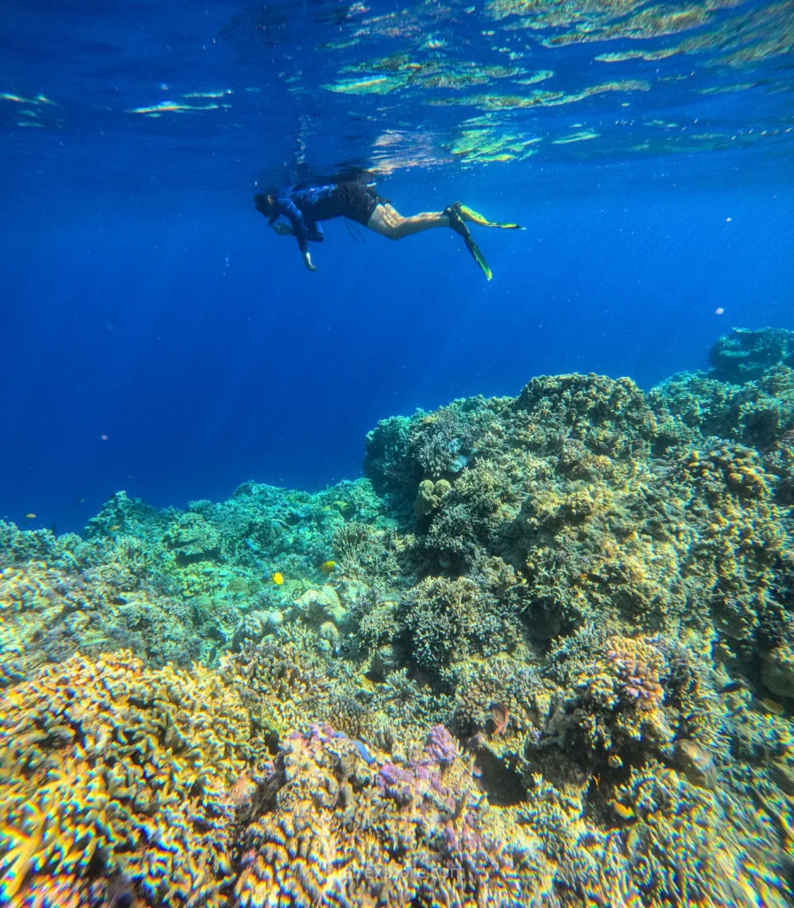 Togean sulawesi clairexplore
