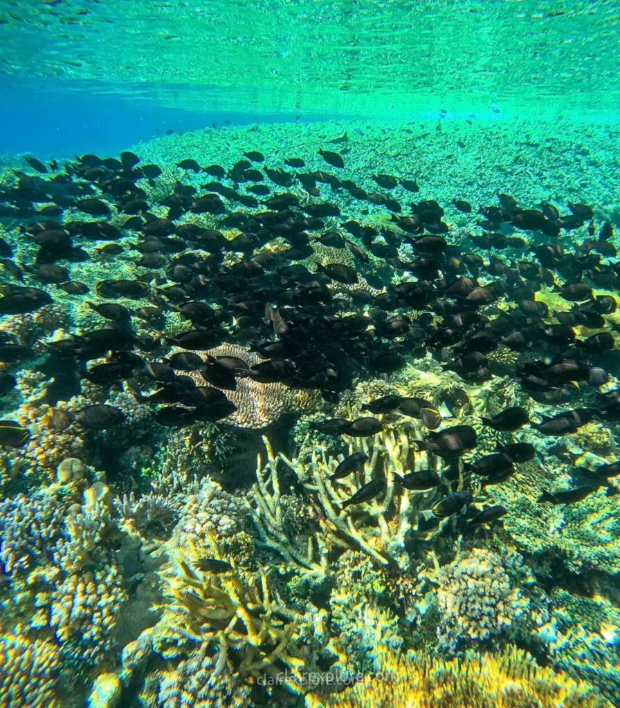 Togean sulawesi clairexplore