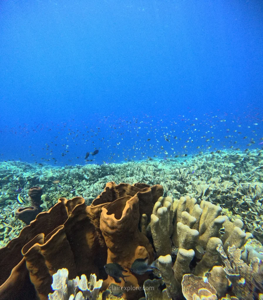Togean sulawesi clairexplore