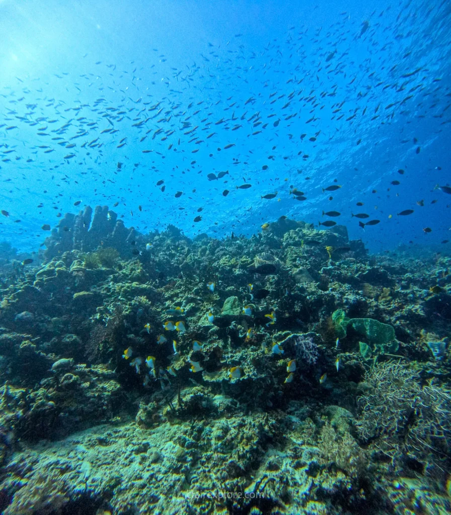 Togean sulawesi clairexplore