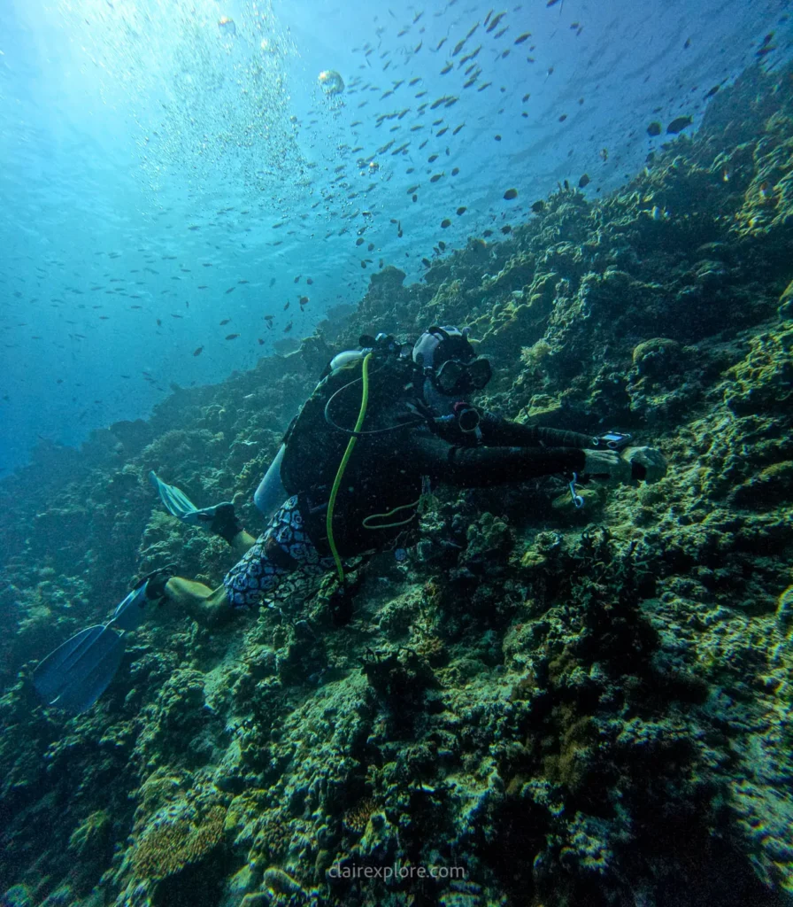 Togean sulawesi clairexplore
