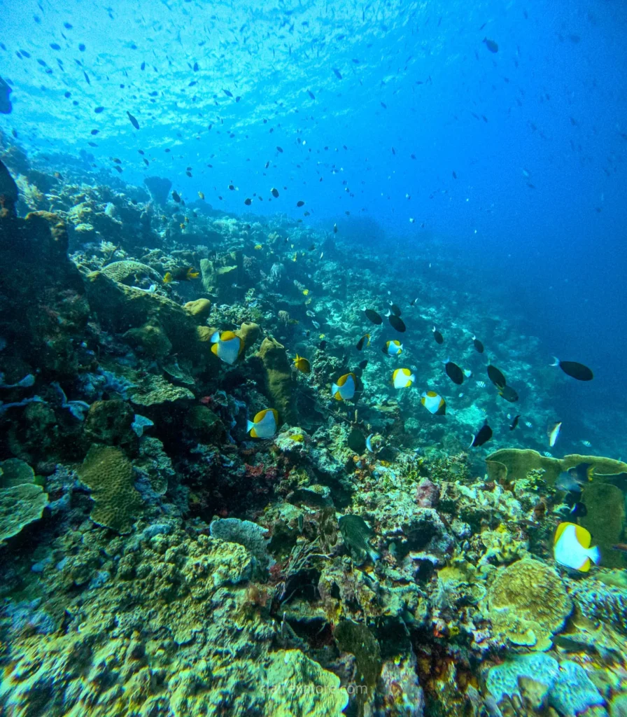 Togean sulawesi clairexplore