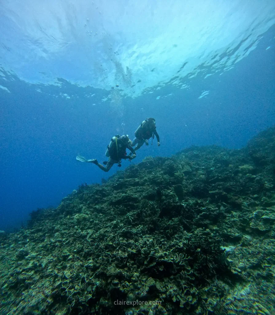 Togean sulawesi clairexplore
