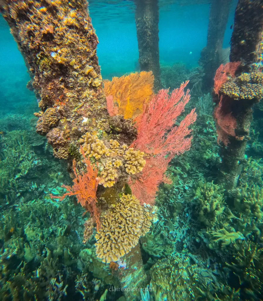 Togean sulawesi clairexplore