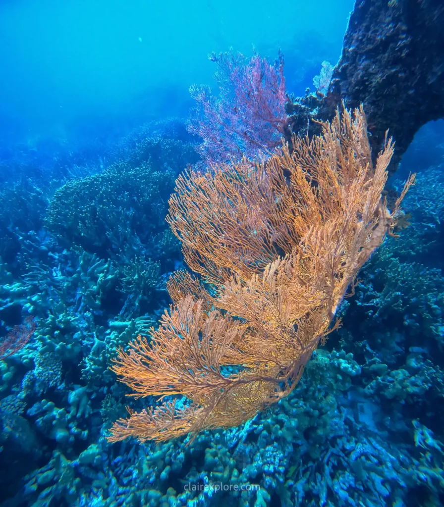 Togean sulawesi clairexplore