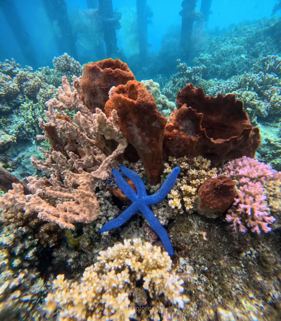 Togean sulawesi clairexplore