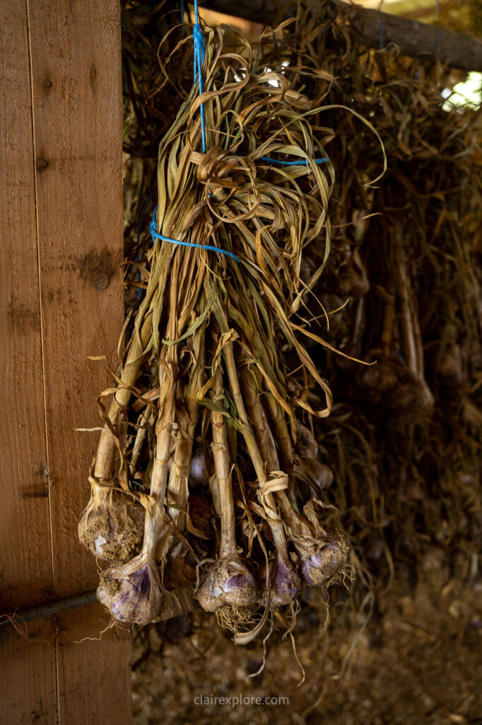 Ail violet aux alentours de Toulouse (Haute Garonne)