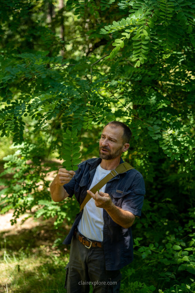 Forêt de Bouconne - Hauts Tolosans aux alentours de Toulouse (Haute Garonne)