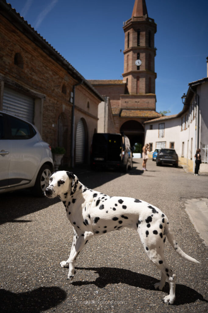 Dalmatien dans le village du Castéra - Hauts Tolosans aux alentours de Toulouse (Haute Garonne)