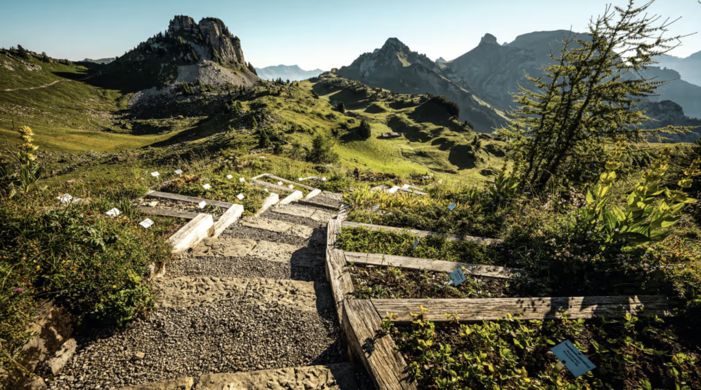 Schynige Platte2