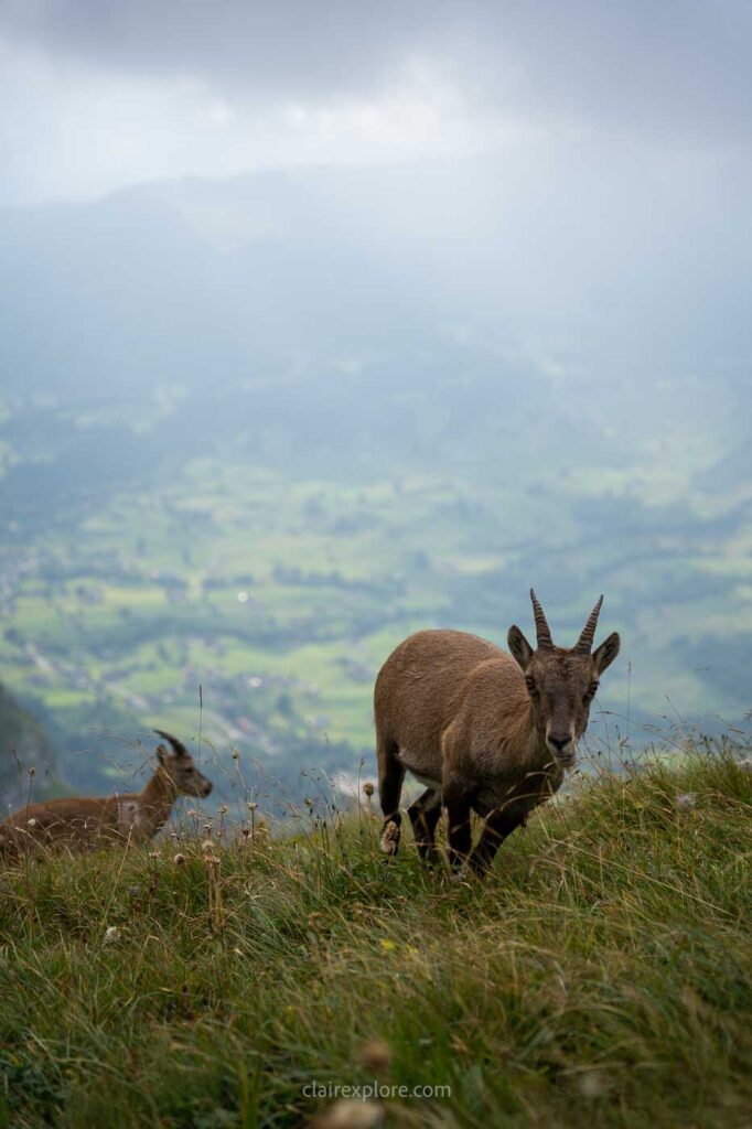 Grindelwald suisse clairexplore
