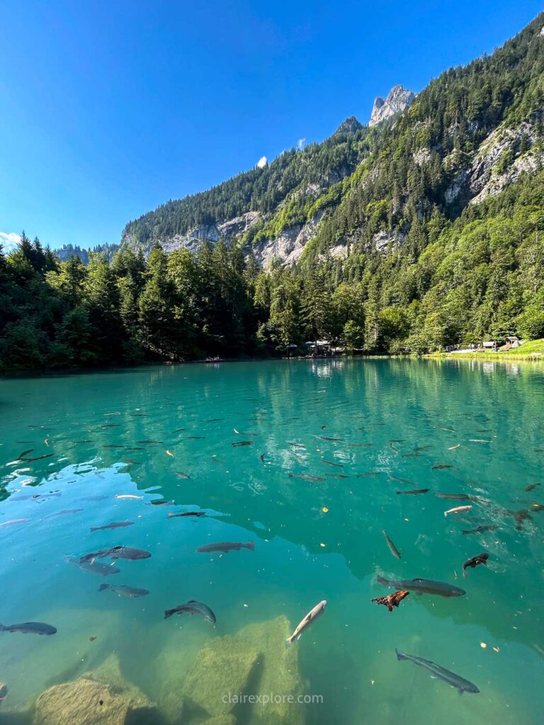 Lac Blausee Kandersteg Suisse