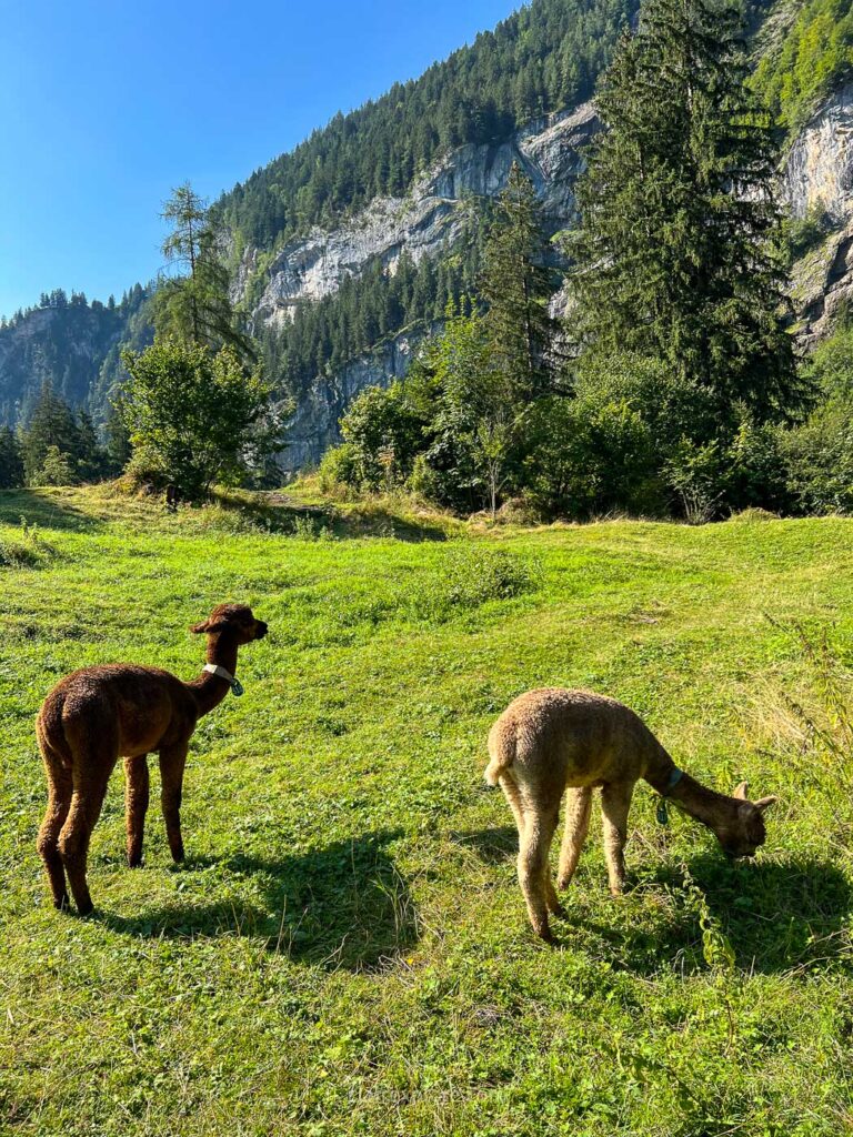 Lamas lac Blausee Kandersteg Suisse