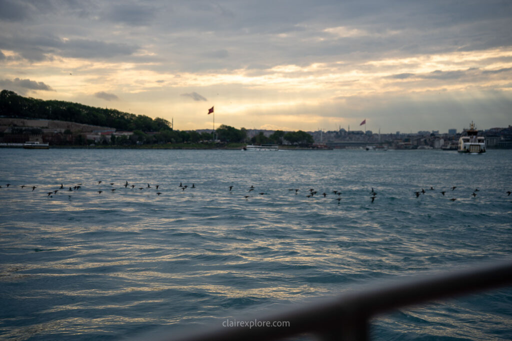 Oiseaux Ferry Istanbul Turquie