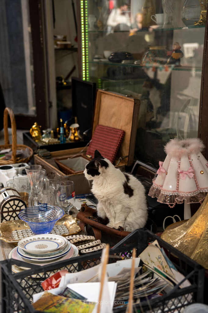 Chat friperies Kadıköy Istanbul Turquie