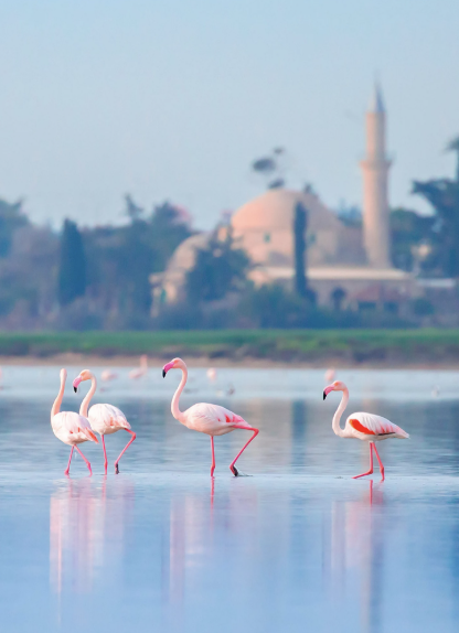 Lac sale larnaca